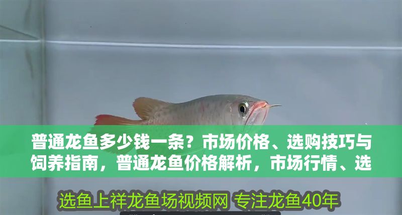 普通龍魚多少錢一條？市場價格、選購技巧與飼養指南，普通龍魚價格解析，市場行情、選購要點與飼養全攻略