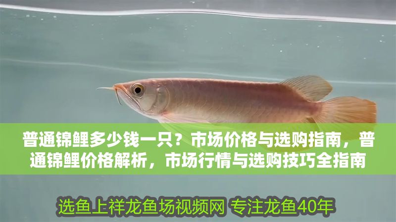普通錦鯉多少錢一只？市場價格與選購指南，普通錦鯉價格解析，市場行情與選購技巧全指南 普通錦鯉多少錢一只？市場價格與選購指南，普通錦鯉價格解析，市場行情與選購技巧全指南 龍魚百科 第1張