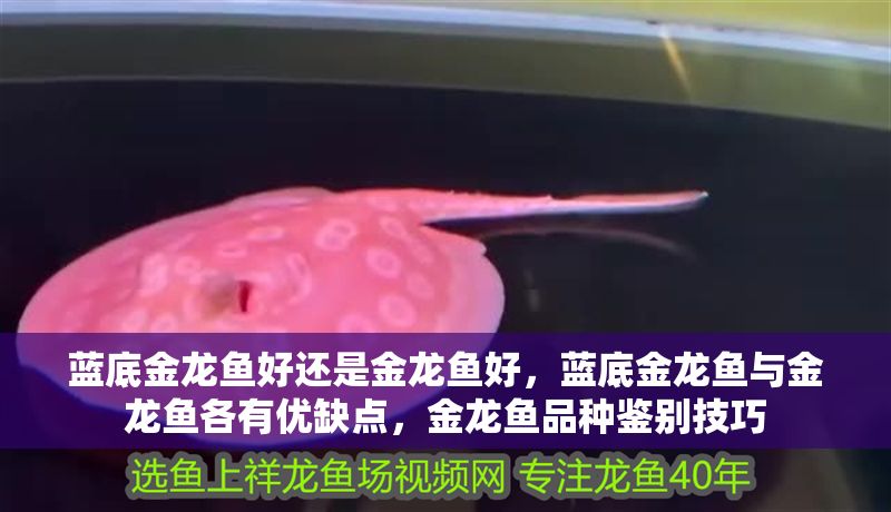 藍(lán)底金龍魚好還是金龍魚好，藍(lán)底金龍魚與金龍魚各有優(yōu)缺點(diǎn)，金龍魚品種鑒別技巧 藍(lán)底金龍魚好還是金龍魚好，藍(lán)底金龍魚與金龍魚各有優(yōu)缺點(diǎn)，金龍魚品種鑒別技巧 龍魚百科 第2張