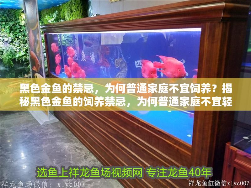 黑色金魚(yú)的禁忌，為何普通家庭不宜飼養(yǎng)？揭秘黑色金魚(yú)的飼養(yǎng)禁忌，為何普通家庭不宜輕易嘗試？