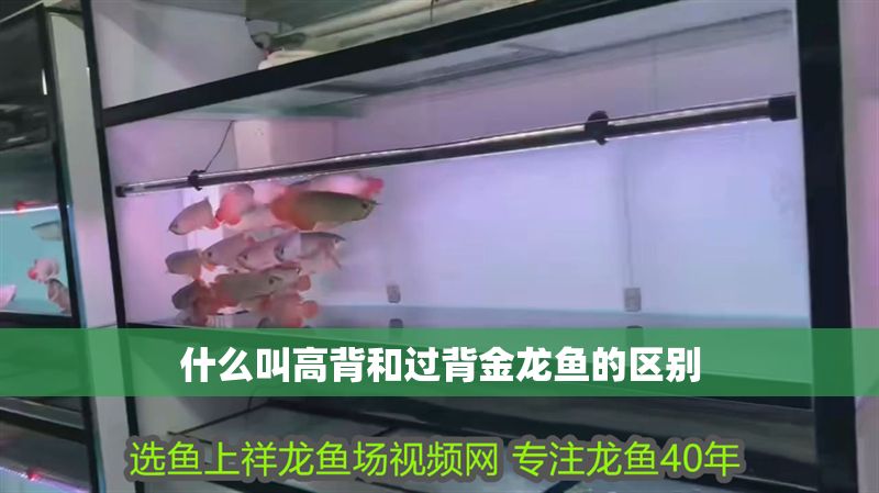 什么叫高背和過背金龍魚的區別 龍魚百科 第2張 什么叫高背和過背金龍魚的區別 什么叫高背和過背金龍魚的區別 龍魚百科 第2張