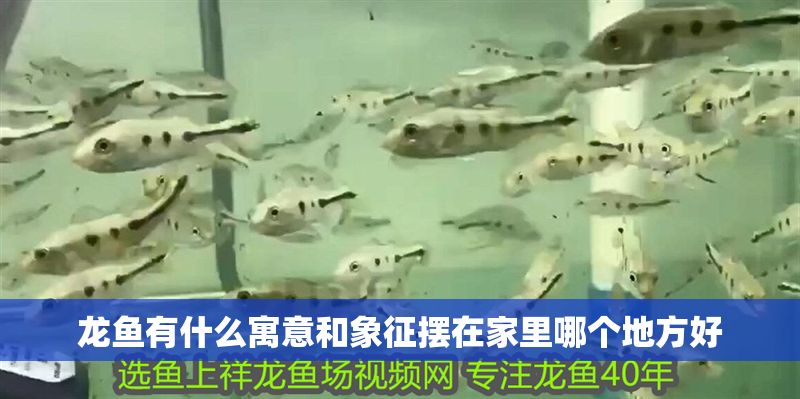龍魚有什么寓意和象征擺在家里哪個地方好