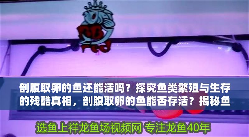 剖腹取卵的魚還能活嗎？探究魚類繁殖與生存的殘酷真相，剖腹取卵的魚能否存活？揭秘魚類繁殖背后的生存真相