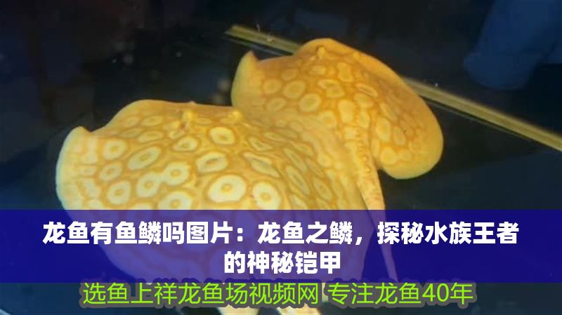 龍魚有魚鱗嗎圖片：龍魚之鱗，探秘水族王者的神秘鎧甲