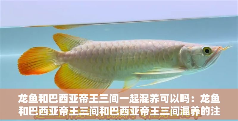 龍魚和巴西亞帝王三間一起混養可以嗎：龍魚和巴西亞帝王三間和巴西亞帝王三間混養的注意事項