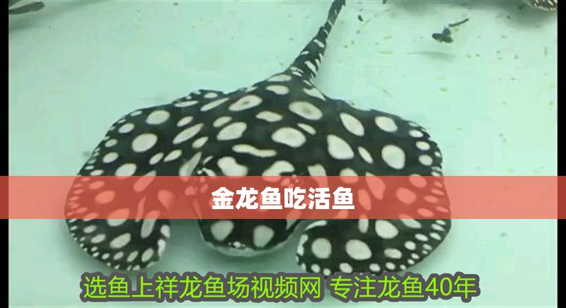 金龍魚吃活魚