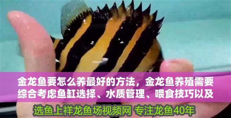 金龍魚要怎么養最好的方法，金龍魚養殖需要綜合考慮魚缸選擇、水質管理、喂食技巧以及疾病預防