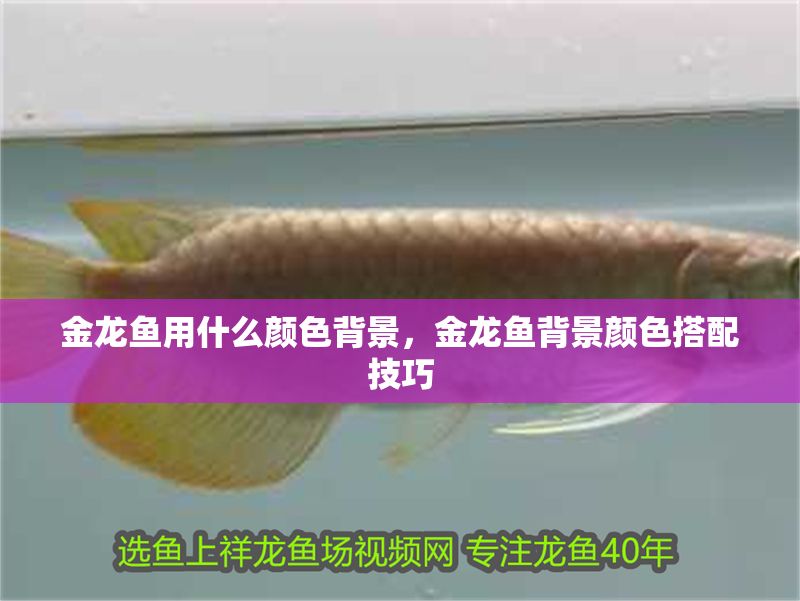金龍魚用什么顏色背景，金龍魚背景顏色搭配技巧
