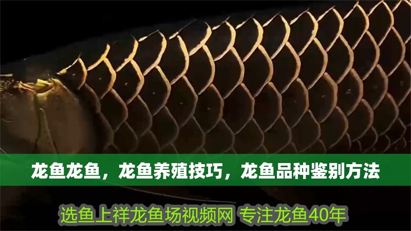 龍魚(yú)龍魚(yú)，龍魚(yú)養(yǎng)殖技巧，龍魚(yú)品種鑒別方法
