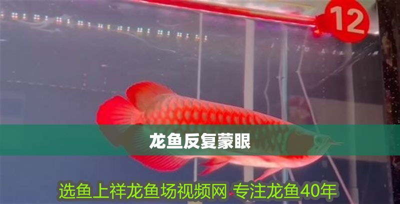 龍魚反復蒙眼