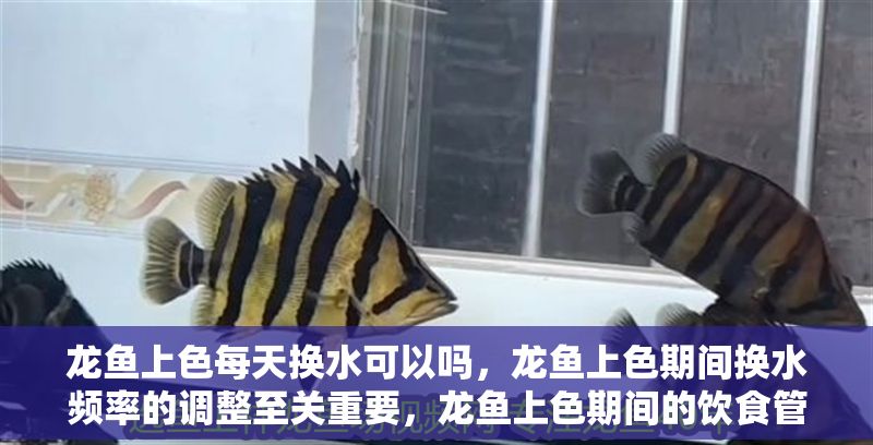 龍魚上色每天換水可以嗎，龍魚上色期間換水頻率的調整至關重要，龍魚上色期間的飲食管理
