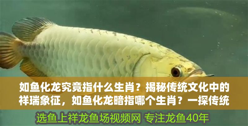 如魚化龍究竟指什么生肖？揭秘傳統文化中的祥瑞象征，如魚化龍暗指哪個生肖？一探傳統祥瑞背后的神秘寓意 如魚化龍究竟指什么生肖？揭秘傳統文化中的祥瑞象征，如魚化龍暗指哪個生肖？一探傳統祥瑞背后的神秘寓意 龍魚百科 第1張