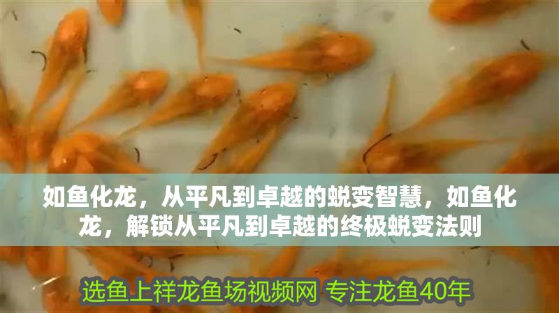 如魚化龍，從平凡到卓越的蛻變智慧，如魚化龍，解鎖從平凡到卓越的終極蛻變法則