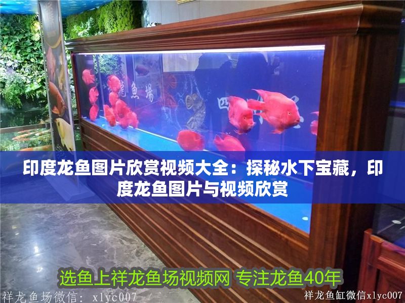 印度龍魚圖片欣賞視頻大全：探秘水下寶藏，印度龍魚圖片與視頻欣賞