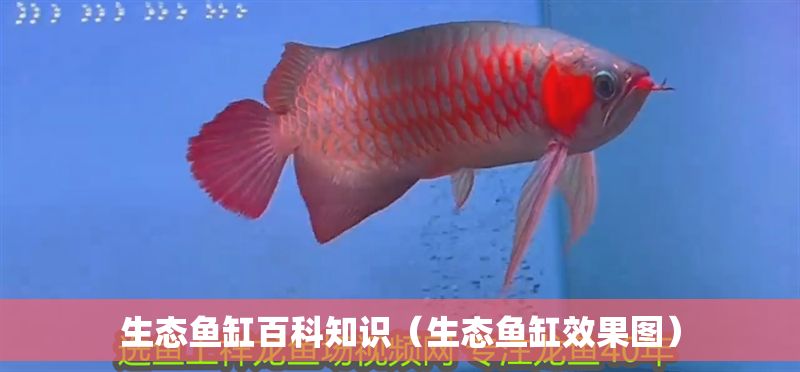 生態魚缸百科知識（生態魚缸效果圖）