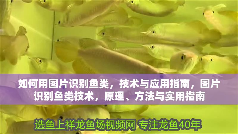 如何用圖片識別魚類，技術與應用指南，圖片識別魚類技術，原理、方法與實用指南