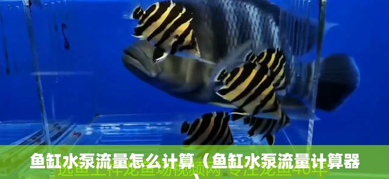 魚缸水泵流量怎么計算（魚缸水泵流量計算器）