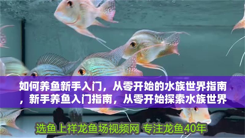 如何養(yǎng)魚(yú)新手入門(mén)，從零開(kāi)始的水族世界指南，新手養(yǎng)魚(yú)入門(mén)指南，從零開(kāi)始探索水族世界