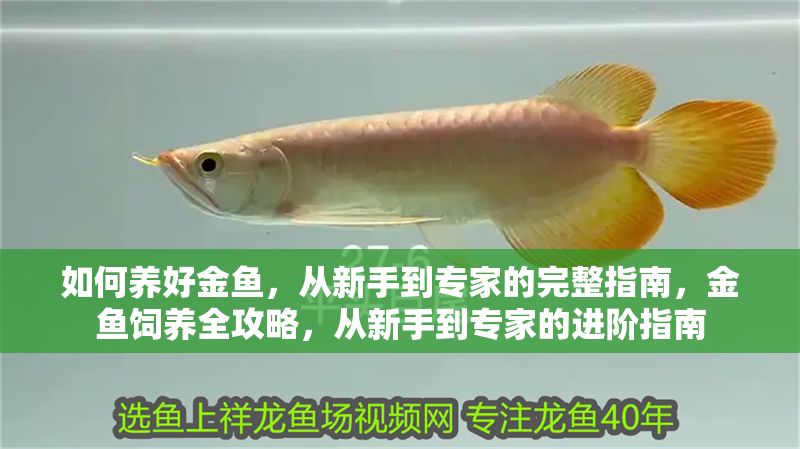 如何養好金魚，從新手到專家的完整指南，金魚飼養全攻略，從新手到專家的進階指南
