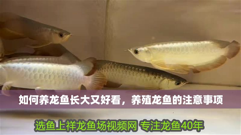如何養(yǎng)龍魚(yú)長(zhǎng)大又好看，養(yǎng)殖龍魚(yú)的注意事項(xiàng)
