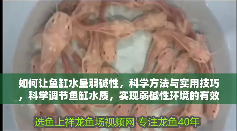 如何讓魚缸水呈弱堿性，科學(xué)方法與實用技巧，科學(xué)調(diào)節(jié)魚缸水質(zhì)，實現(xiàn)弱堿性環(huán)境的有效方法與實用技巧