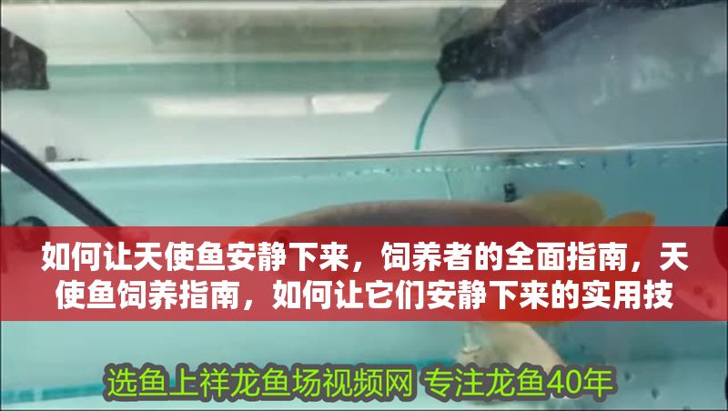 如何讓天使魚(yú)安靜下來(lái),飼養(yǎng)者的全面指南,天使魚(yú)飼養(yǎng)指南,如何讓它們安靜下來(lái)的實(shí)用技巧 龍魚(yú)百科 第1張 如何讓天使魚(yú)安靜下來(lái),飼養(yǎng)者的全面指南,天使魚(yú)飼養(yǎng)指南,如何讓它們安靜下來(lái)的實(shí)用技巧 如何讓天使魚(yú)安靜下來(lái),飼養(yǎng)者的全面指南,天使魚(yú)飼養(yǎng)指南,如何讓它們安靜下來(lái)的實(shí)用技巧 龍魚(yú)百科 第1張