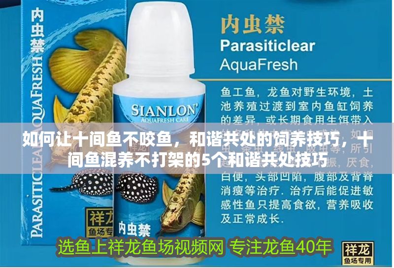 如何讓十間魚不咬魚，和諧共處的飼養技巧，十間魚混養不打架的5個和諧共處技巧