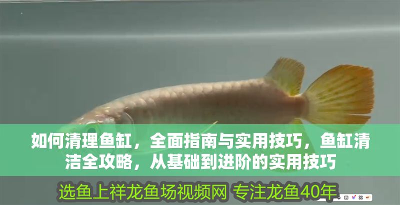 如何清理魚缸，全面指南與實用技巧，魚缸清潔全攻略，從基礎到進階的實用技巧