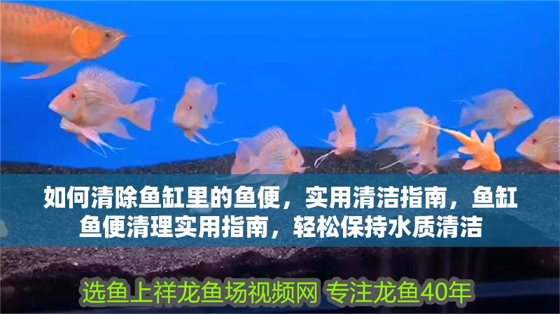 如何清除魚(yú)缸里的魚(yú)便，實(shí)用清潔指南，魚(yú)缸魚(yú)便清理實(shí)用指南，輕松保持水質(zhì)清潔