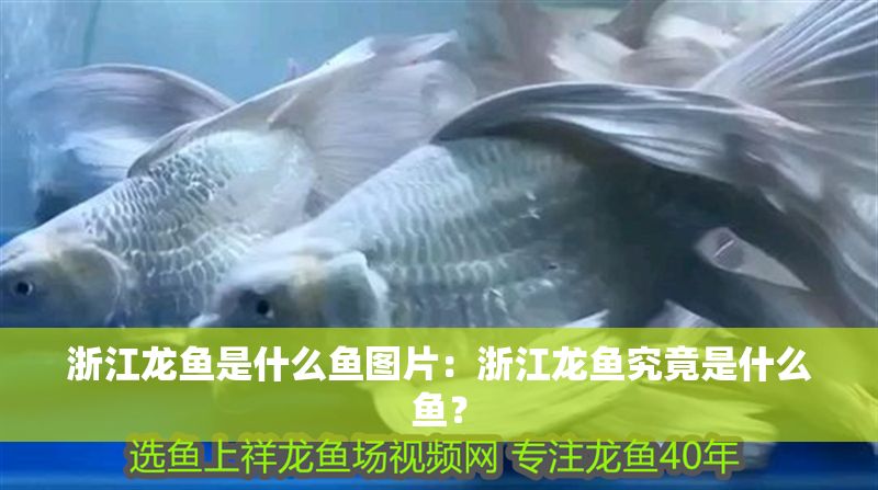 浙江龍魚是什么魚圖片：浙江龍魚究竟是什么魚？