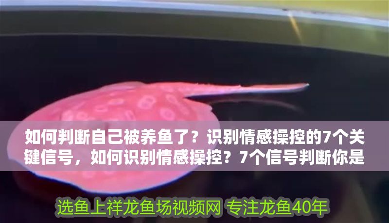 如何判斷自己被養(yǎng)魚了？識別情感操控的7個關鍵信號，如何識別情感操控？7個信號判斷你是否被‘養(yǎng)魚’