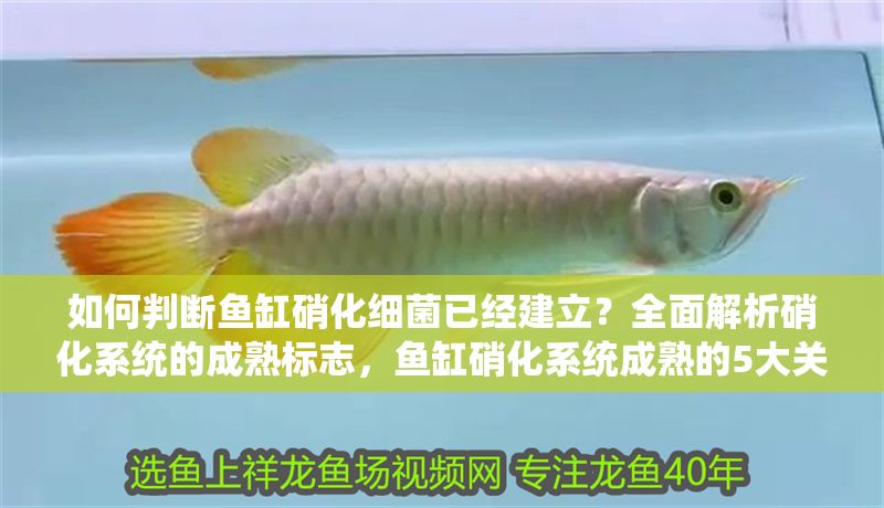 如何判斷魚(yú)缸硝化細(xì)菌已經(jīng)建立？全面解析硝化系統(tǒng)的成熟標(biāo)志，魚(yú)缸硝化系統(tǒng)成熟的5大關(guān)鍵標(biāo)志，如何判斷硝化細(xì)菌已建立？