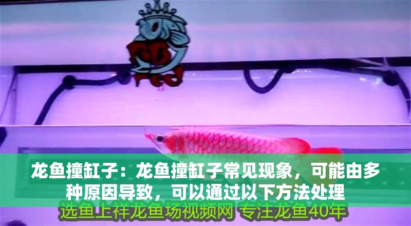 龍魚撞缸子：龍魚撞缸子常見現(xiàn)象，可能由多種原因?qū)е拢梢酝ㄟ^(guò)以下方法處理