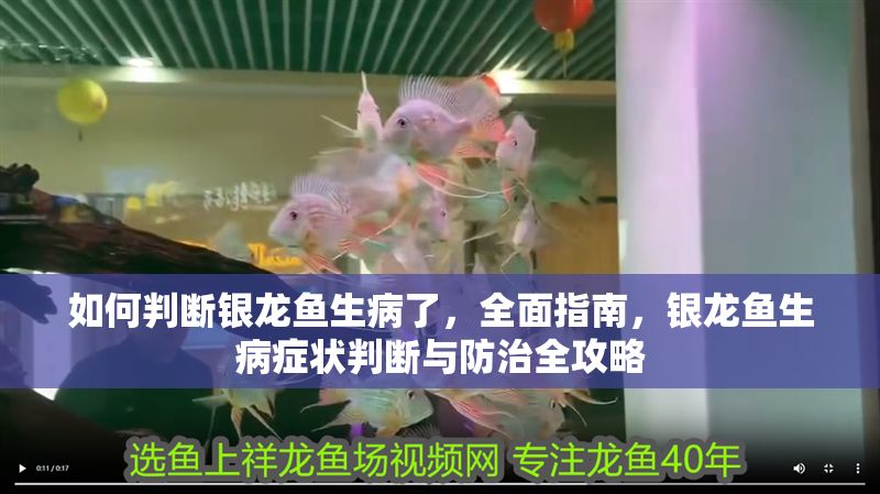 如何判斷銀龍魚生病了，全面指南，銀龍魚生病癥狀判斷與防治全攻略
