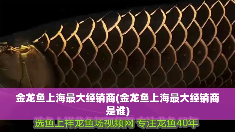 金龍魚上海最大經銷商(金龍魚上海最大經銷商是誰)