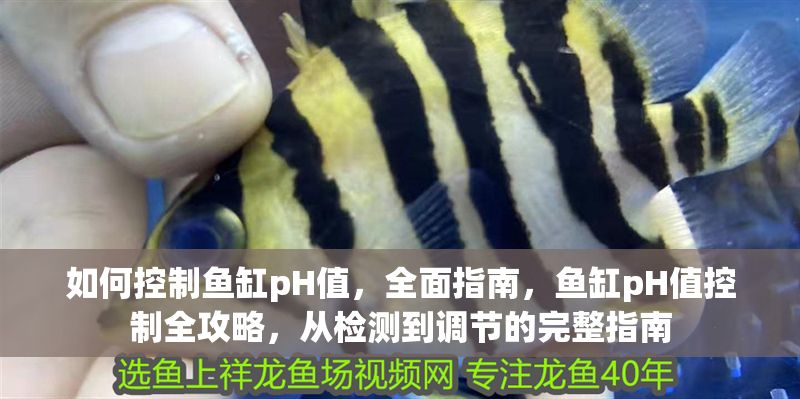 如何控制魚缸pH值，全面指南，魚缸pH值控制全攻略，從檢測到調(diào)節(jié)的完整指南