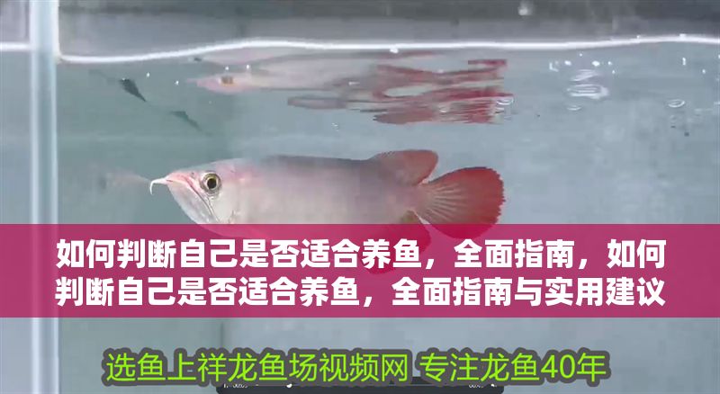 如何判斷自己是否適合養(yǎng)魚(yú)，全面指南，如何判斷自己是否適合養(yǎng)魚(yú)，全面指南與實(shí)用建議