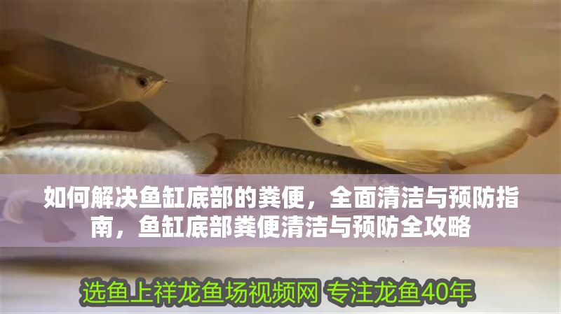 如何解決魚缸底部的糞便，全面清潔與預防指南，魚缸底部糞便清潔與預防全攻略