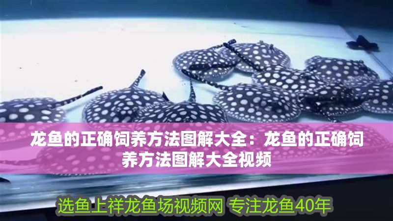 龍魚的正確飼養方法圖解大全：龍魚的正確飼養方法圖解大全視頻