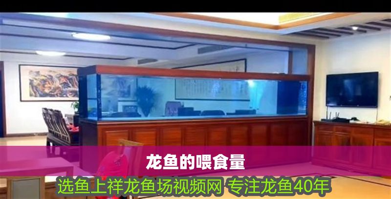 龍魚的喂食量