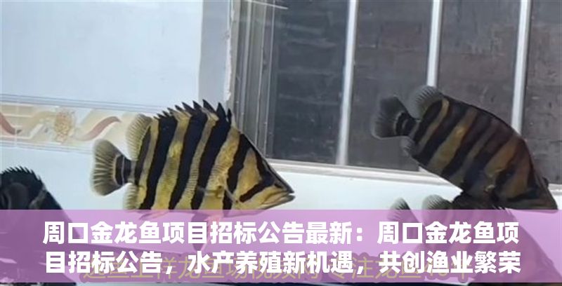 周口金龍魚項目招標公告最新：周口金龍魚項目招標公告，水產養殖新機遇，共創漁業繁榮未來