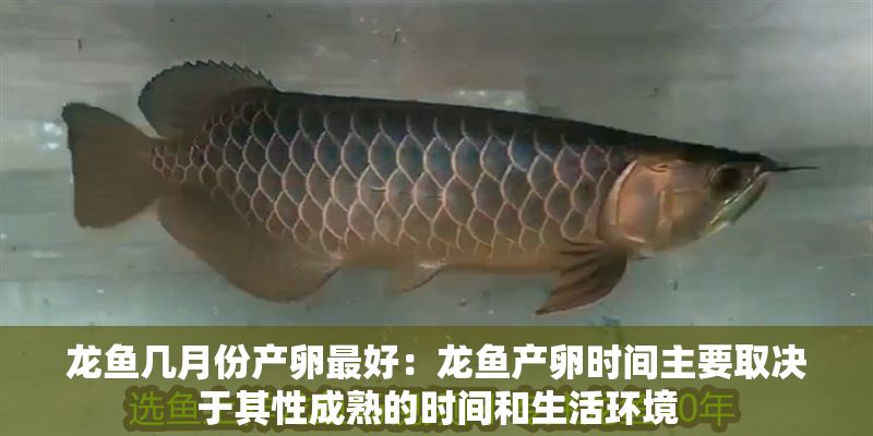 龍魚幾月份產(chǎn)卵最好：龍魚產(chǎn)卵時間主要取決于其性成熟的時間和生活環(huán)境