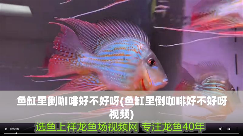 魚缸里倒咖啡好不好呀(魚缸里倒咖啡好不好呀視頻)