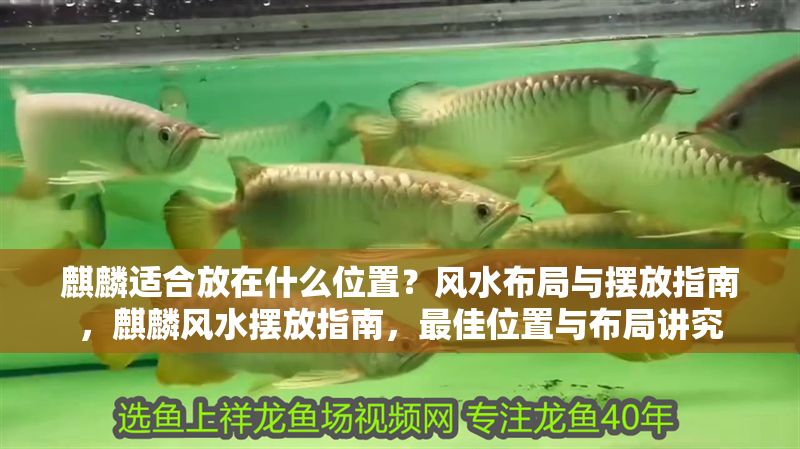 麒麟適合放在什么位置?風(fēng)水布局與擺放指南,麒麟風(fēng)水?dāng)[放指南,最佳位置與布局講究 龍魚百科 第1張 麒麟適合放在什么位置?風(fēng)水布局與擺放指南,麒麟風(fēng)水?dāng)[放指南,最佳位置與布局講究 麒麟適合放在什么位置?風(fēng)水布局與擺放指南,麒麟風(fēng)水?dāng)[放指南,最佳位置與布局講究 龍魚百科 第1張