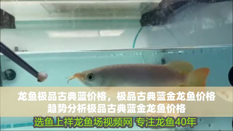 龍魚極品古典藍價格，極品古典藍金龍魚價格趨勢分析極品古典藍金龍魚價格