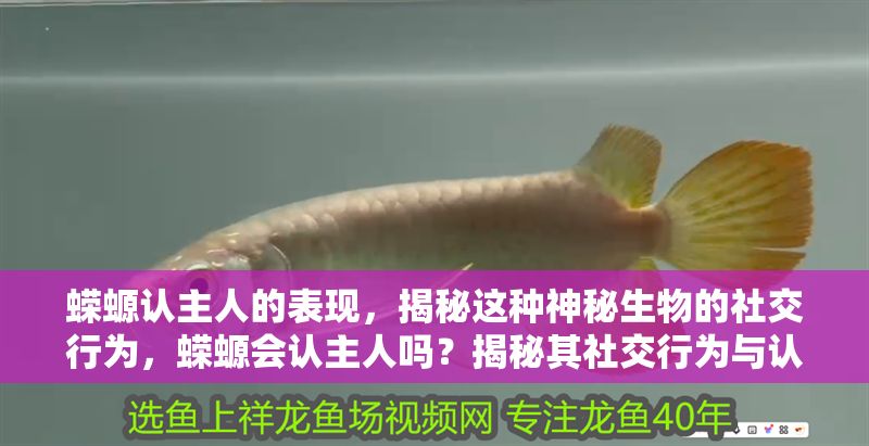 蠑螈認主人的表現，揭秘這種神秘生物的社交行為，蠑螈會認主人嗎？揭秘其社交行為與認主表現