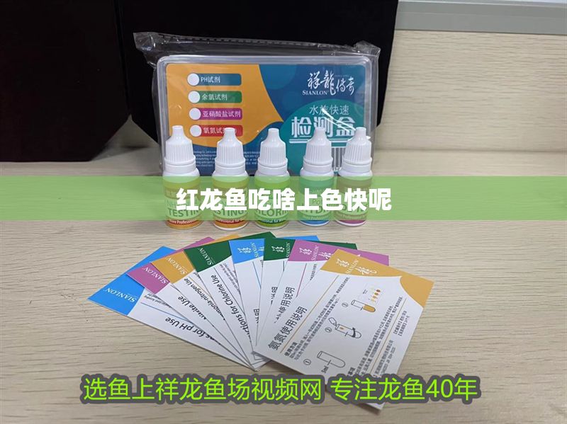 紅龍魚吃啥上色快呢