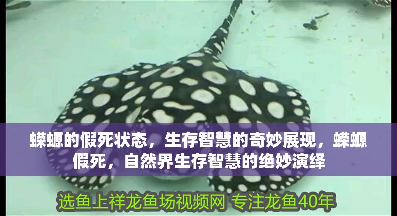 蠑螈的假死狀態,生存智慧的奇妙展現,蠑螈假死,自然界生存智慧的絕妙演繹 龍魚百科 第1張 蠑螈的假死狀態,生存智慧的奇妙展現,蠑螈假死,自然界生存智慧的絕妙演繹 蠑螈的假死狀態,生存智慧的奇妙展現,蠑螈假死,自然界生存智慧的絕妙演繹 龍魚百科 第1張