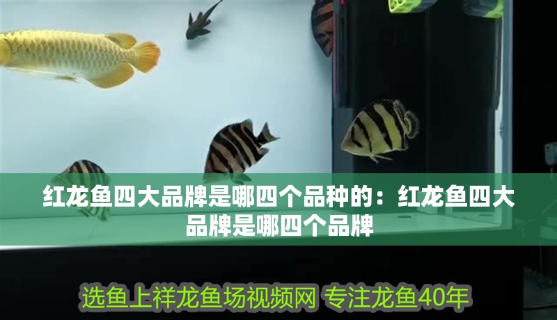 紅龍魚四大品牌是哪四個品種的：紅龍魚四大品牌是哪四個品牌