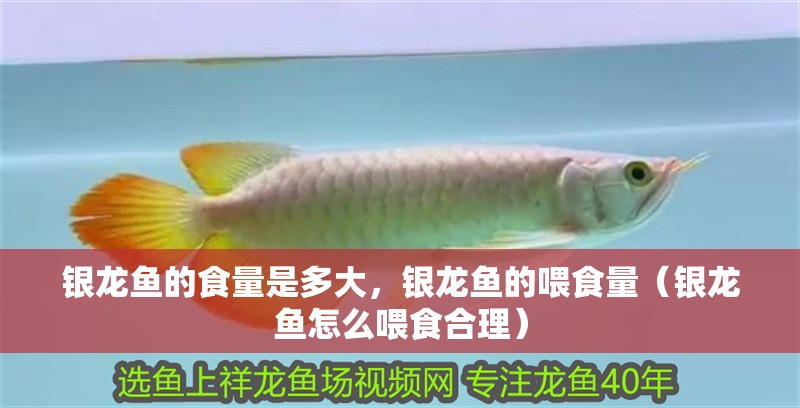 銀龍魚的食量是多大，銀龍魚的喂食量（銀龍魚怎么喂食合理）
